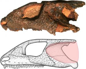 Bashkyroleter. Reconstruction (in pink, below) of the extremely large eardrum structure. Entire skull approximately 6.5 cm in length