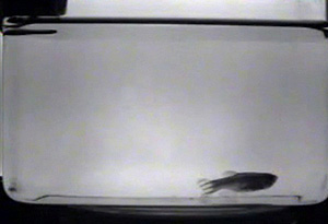 Un ejemplar adulto de pez cebra durmiendo en el fondo de su acuario (Foto: Mignot et al.)