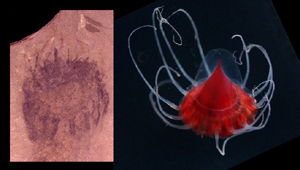 Fósil de medusa (Foto: B. Lieberman)