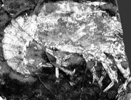 Oldest lobster fossil image