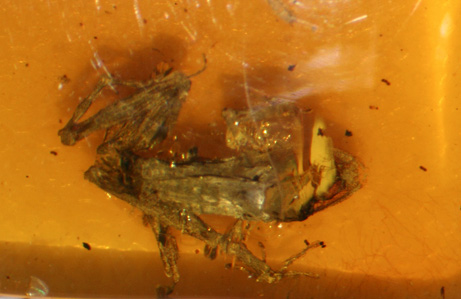 Frog in amber photo